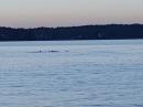 Dolphins in Southern Chesapeake